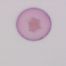 Juniperus virginia, single grain. Grains of Cupressus and Juniperus appear virtually the same. Herb. MIN